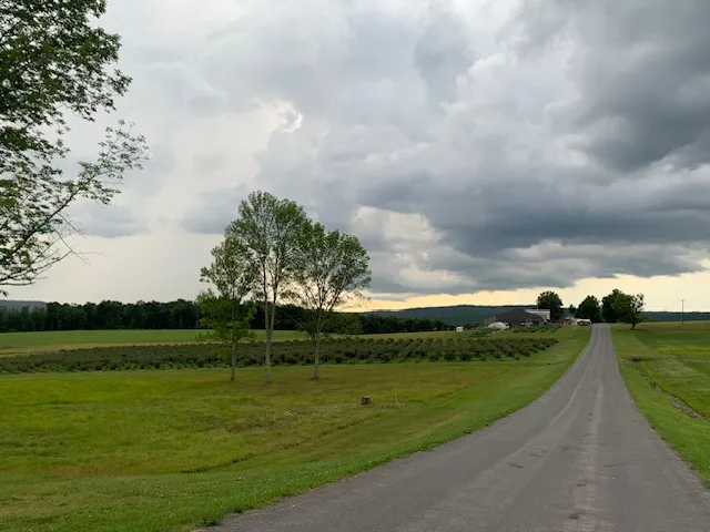 Blueberry picking at Kuhn's Farm, Oxford NY