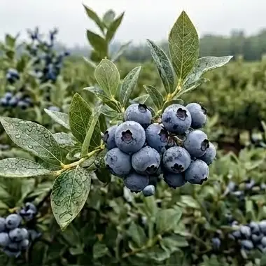 Blueberries on the bush