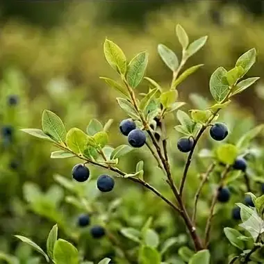 Blueberry bushes in summer
