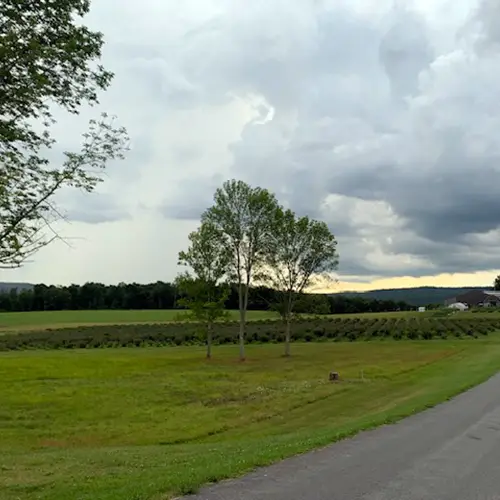 Blueberry field in summer